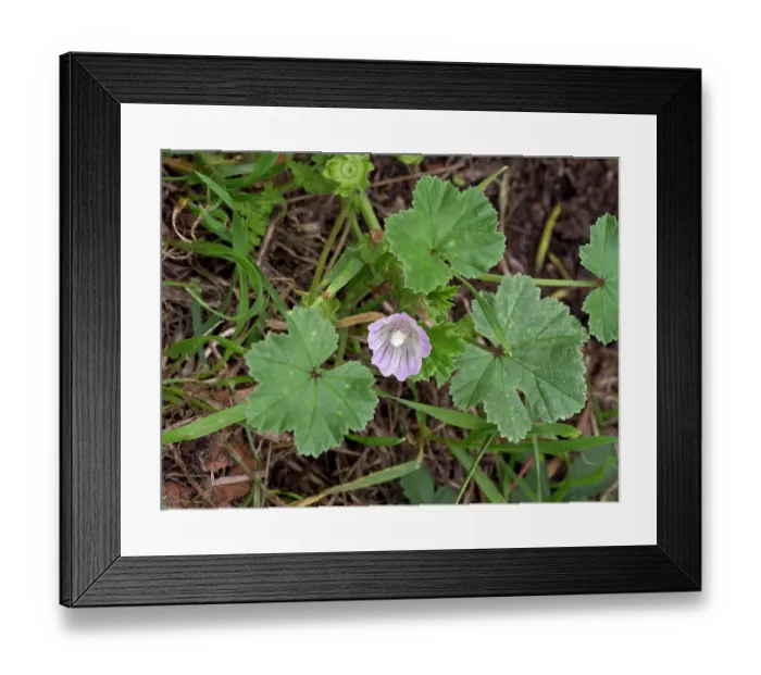 Framed Print : Dwarf mallow (Malva neglecta) in flower, near Greenland Dock, Surrey, England, UK. September Framed Print : Dwarf mallow (Malva neglecta) in flower, near Greenland Dock, Surrey, England, UK. September
