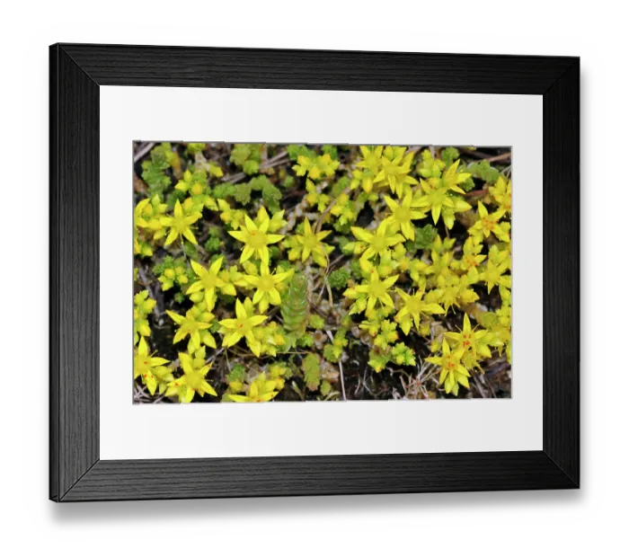 Framed Print : Biting stonecrop (Sedum acre) in flower, Kenley Common, Surrey, England, UK. June Framed Print : Biting stonecrop (Sedum acre) in flower, Kenley Common, Surrey, England, UK. June