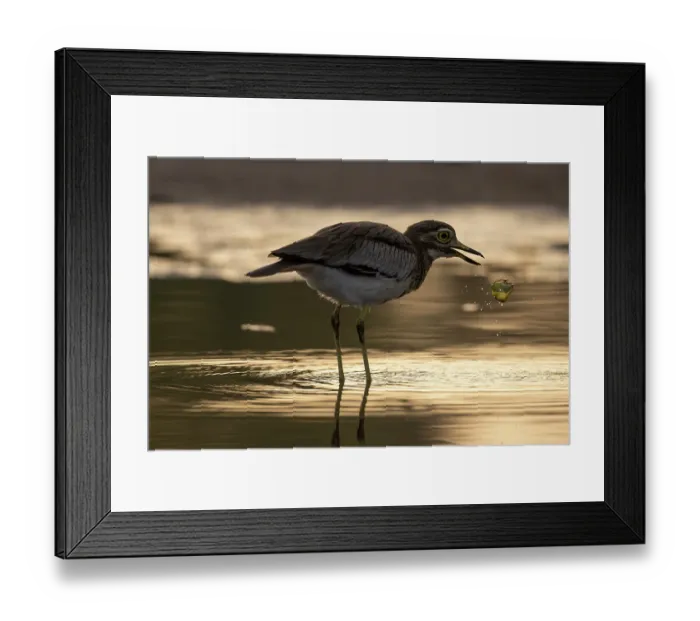 Framed Print : Senegal thick-knee (Burhinus senegalensis) standing in shallow water feeding, Allahein river, The Gambia Framed Print : Senegal thick-knee (Burhinus senegalensis) standing in shallow water feeding, Allahein river, The Gambia