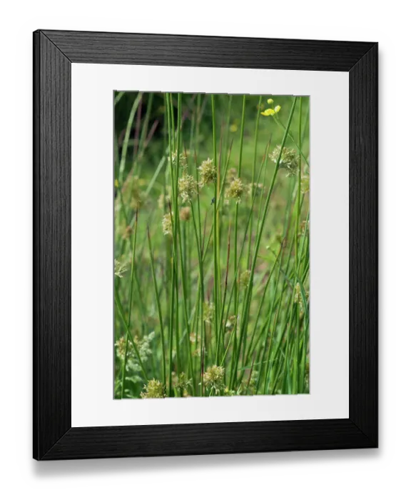 Framed Print : Soft-rush (Juncus effusus), Headley Heath, Surrey, England, UK. June Framed Print : Soft-rush (Juncus effusus), Headley Heath, Surrey, England, UK. June