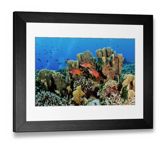 Framed Print : Three Sabre squirrelfish (Sargocentron spiniferum) sheltering next to corals on reef with Bluestreak cleaner wrasse (Labroides dimidiatus) on one fish Framed Print : Three Sabre squirrelfish (Sargocentron spiniferum) sheltering next to corals on reef with Bluestreak cleaner wrasse (Labroides dimidiatus) on one fish