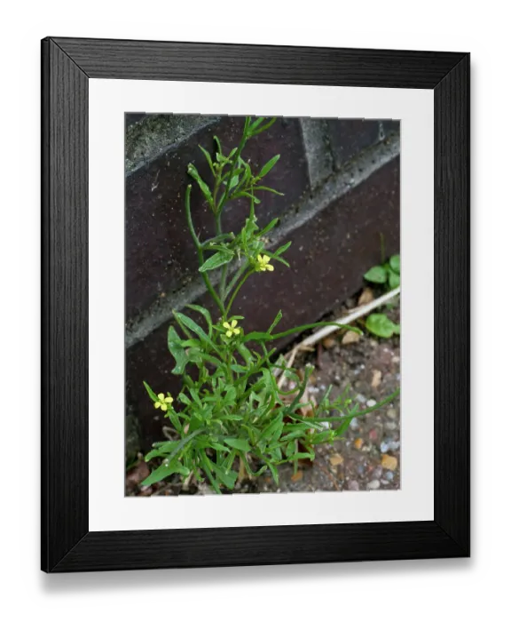 Framed Print : Eastern rocket (Sisymbrium orientale) in flower, near Greenland Dock, Surrey, England, UK. September Framed Print : Eastern rocket (Sisymbrium orientale) in flower, near Greenland Dock, Surrey, England, UK. September