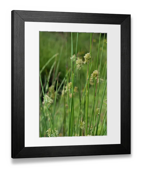 Framed Print : Soft-rush (Juncus effusus), Headley Heath, Surrey, England, UK. June Framed Print : Soft-rush (Juncus effusus), Headley Heath, Surrey, England, UK. June