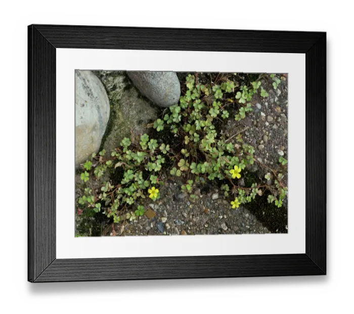 Framed Print : Least yellow-sorrel (Oxalis exilis) in flower on pavement, near Greenland Dock, Surrey, England, UK. September Framed Print : Least yellow-sorrel (Oxalis exilis) in flower on pavement, near Greenland Dock, Surrey, England, UK. September