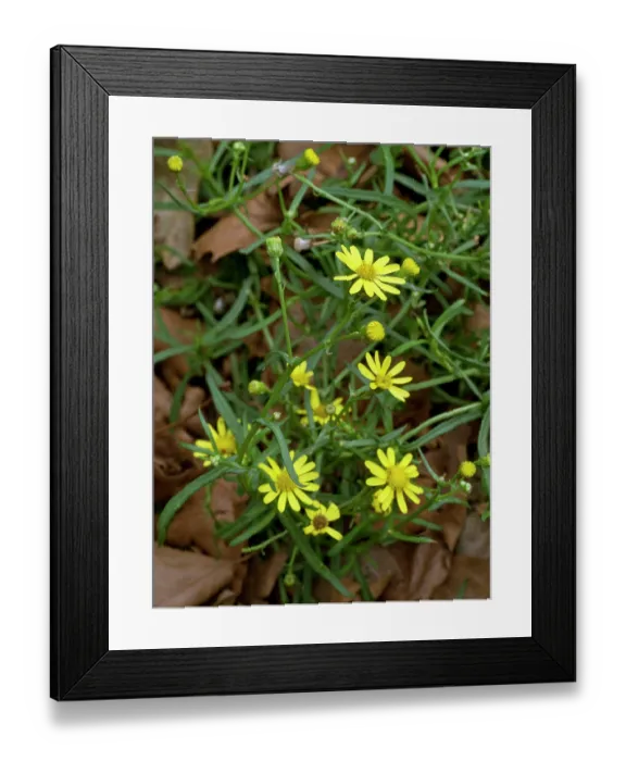 Framed Print : Narrow-leaved ragwort (Senecio inaequidens) in flower, near Greenland Dock, Surrey, England, UK. September