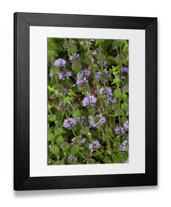 Framed Print : Pennyroyal (Mentha pulegium) in flower, Buckland Park Lake, Surrey, England, UK. August Framed Print : Pennyroyal (Mentha pulegium) in flower, Buckland Park Lake, Surrey, England, UK. August