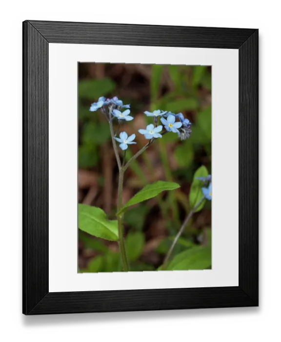 Framed Print : Wood forget-me-not (Myosotis sylvatica) in flower, Colley Wood, Reigate, Surrey, England, UK. April Framed Print : Wood forget-me-not (Myosotis sylvatica) in flower, Colley Wood, Reigate, Surrey, England, UK. April