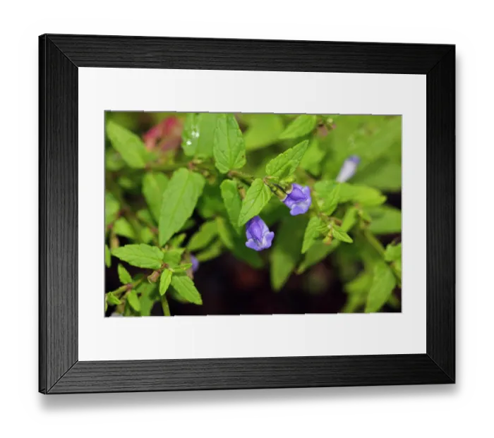 Framed Print : Skullcap (Scutellaria galericulata) in flower, Basingstoke Canal, Surrey, England, UK. August Framed Print : Skullcap (Scutellaria galericulata) in flower, Basingstoke Canal, Surrey, England, UK. August