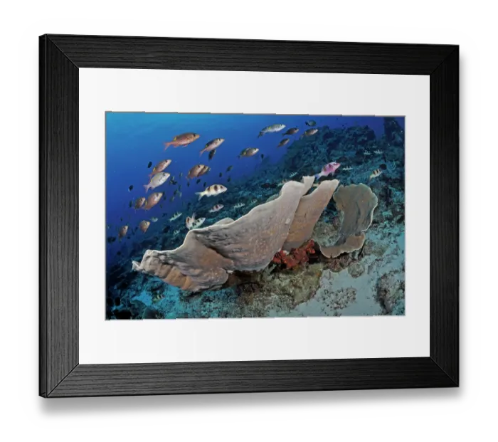 Framed Print : Two-barred goatfish (Parupeneus bifasciatus) and Yellowspot emperors (Gnathodentex aureolineatus) swimming over coral, Tubbataha Reefs Natural Park, Palawan, Philippines, Sulu Sea Framed Print : Two-barred goatfish (Parupeneus bifasciatus) and Yellowspot emperors (Gnathodentex aureolineatus) swimming over coral, Tubbataha Reefs Natural Park, Palawan, Philippines, Sulu Sea