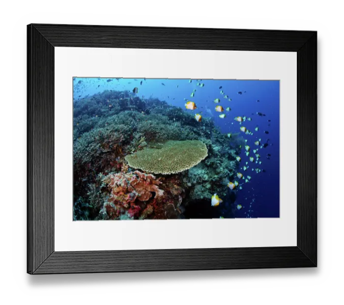 Framed Print : Pyramid butterflyfish (Hemitaurichthys polylepis) swimming along the drop-off of a coral reef, Tubbataha Reefs Natural Park, Palawan, Philippines, Sulu Sea Framed Print : Pyramid butterflyfish (Hemitaurichthys polylepis) swimming along the drop-off of a coral reef, Tubbataha Reefs Natural Park, Palawan, Philippines, Sulu Sea