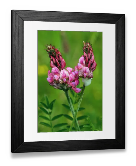 Framed Print : Common sainfoin (Onobrychis viciifolia) in flower, Kenley Common, Surrey, England, UK, June Framed Print : Common sainfoin (Onobrychis viciifolia) in flower, Kenley Common, Surrey, England, UK, June