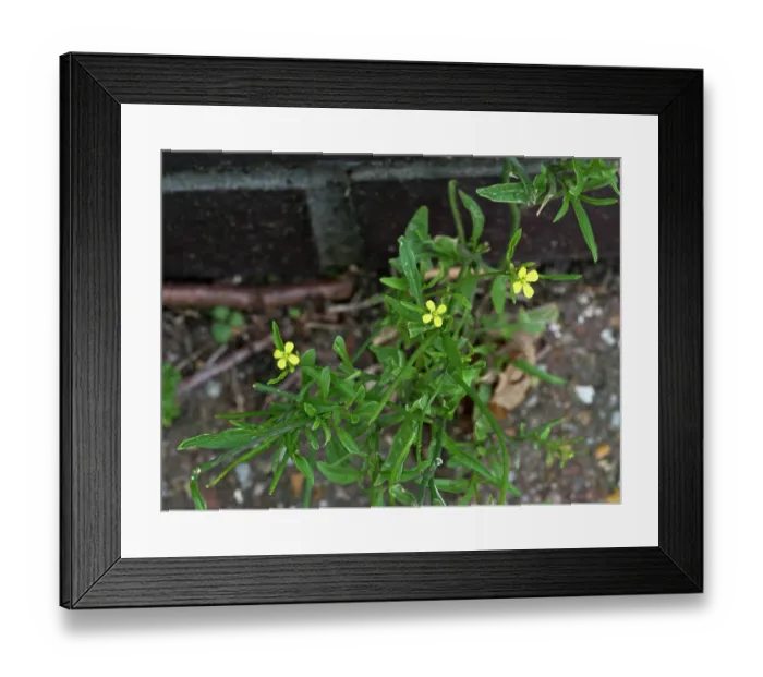 Framed Print : Eastern rocket (Sisymbrium orientale) in flower, near Greenland Dock, Surrey, England, UK. September Framed Print : Eastern rocket (Sisymbrium orientale) in flower, near Greenland Dock, Surrey, England, UK. September