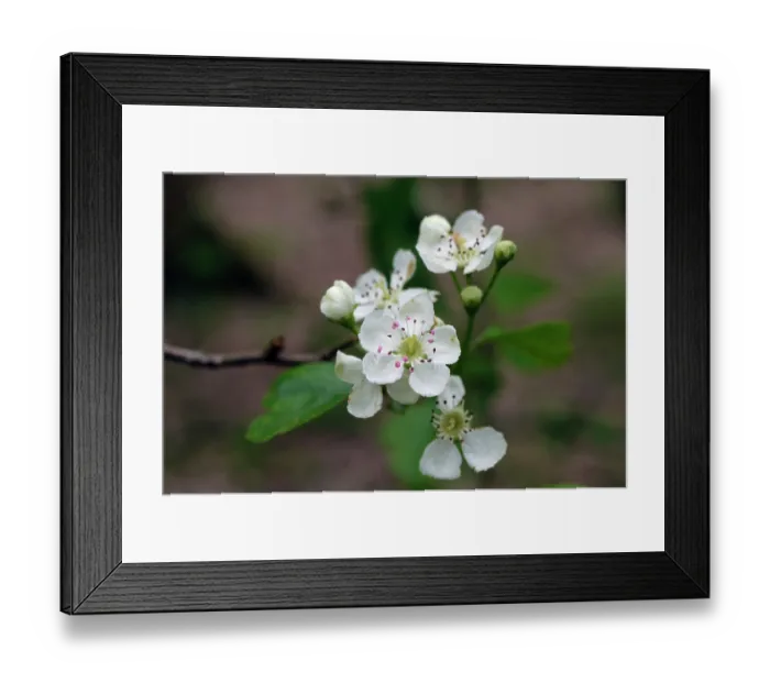 Framed Print : Midland hawthorn (Crataegus laevigata) flowers, Colley Wood, The Clears, Reigate, Surrey, England, UK. April Framed Print : Midland hawthorn (Crataegus laevigata) flowers, Colley Wood, The Clears, Reigate, Surrey, England, UK. April