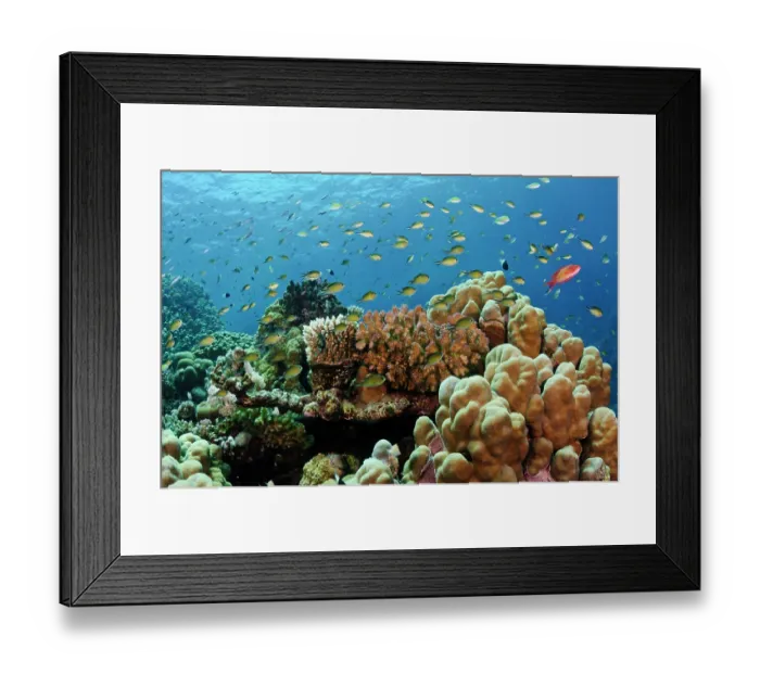 Framed Print : Chromis and Scalefin anthias (Pseudanthias squamipinnis) swimming over coral reef with stony corals, Fury Shoal, Egypt, Red Sea Framed Print : Chromis and Scalefin anthias (Pseudanthias squamipinnis) swimming over coral reef with stony corals, Fury Shoal, Egypt, Red Sea