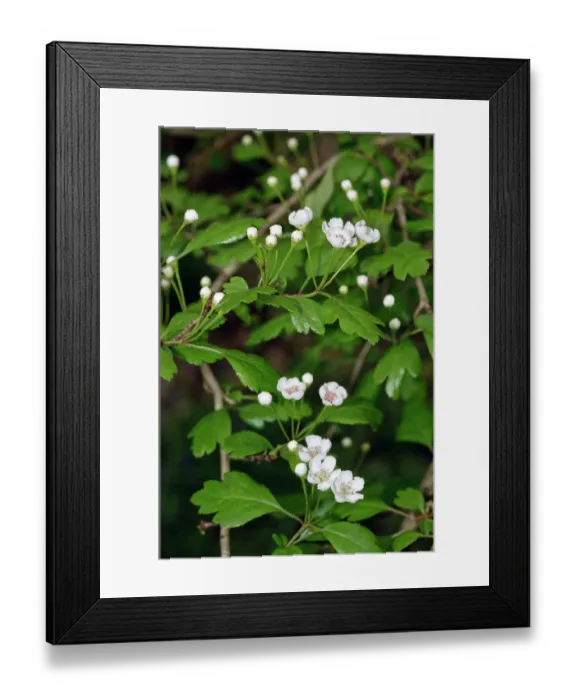 Framed Print : Hybrid Hawthorn (Crataegus x media) flowers, Colley Wood, Reigate, Surrey, England, UK. April Framed Print : Hybrid Hawthorn (Crataegus x media) flowers, Colley Wood, Reigate, Surrey, England, UK. April