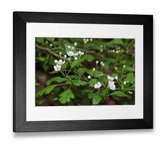 Framed Print : Hybrid Hawthorn (Crataegus x media) flowers, Colley Wood, Reigate, Surrey, England, UK. April Framed Print : Hybrid Hawthorn (Crataegus x media) flowers, Colley Wood, Reigate, Surrey, England, UK. April