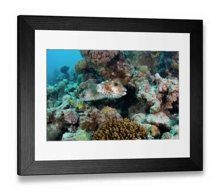 Framed Print : Yellowspotted burrfish (Cyclichthys spilostylus) sheltering in coral reef, Marsa Alam, Egypt, Red Sea Framed Print : Yellowspotted burrfish (Cyclichthys spilostylus) sheltering in coral reef, Marsa Alam, Egypt, Red Sea