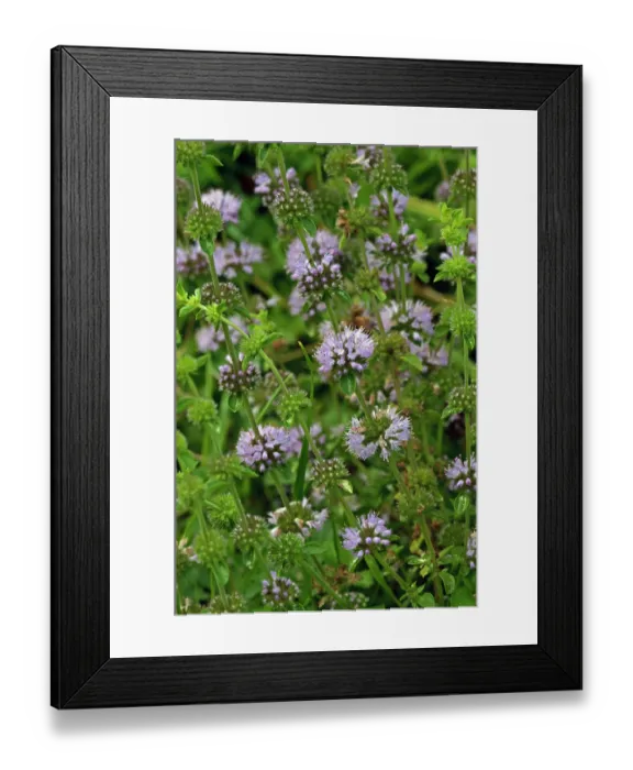 Framed Print : Pennyroyal (Mentha pulegium) in flower, Buckland Park Lake, Surrey, England, UK. August Framed Print : Pennyroyal (Mentha pulegium) in flower, Buckland Park Lake, Surrey, England, UK. August