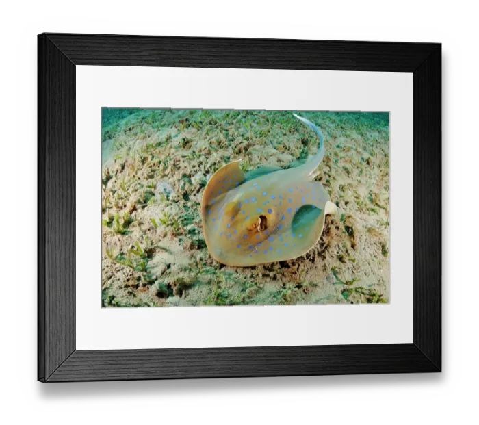 Framed Print : Bluespotted ribbontail ray (Taeniura lymma) on seagrass bed, Marsa Alam, Egypt, Southern Red Sea Framed Print : Bluespotted ribbontail ray (Taeniura lymma) on seagrass bed, Marsa Alam, Egypt, Southern Red Sea