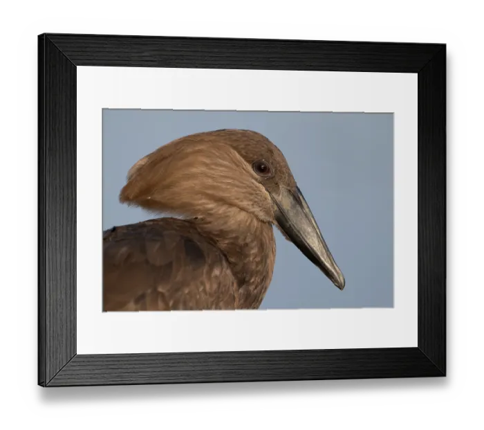 Framed Print : Hamerkop (Scopus umbretta) head portrait, Allahein river, The Gambia Framed Print : Hamerkop (Scopus umbretta) head portrait, Allahein river, The Gambia