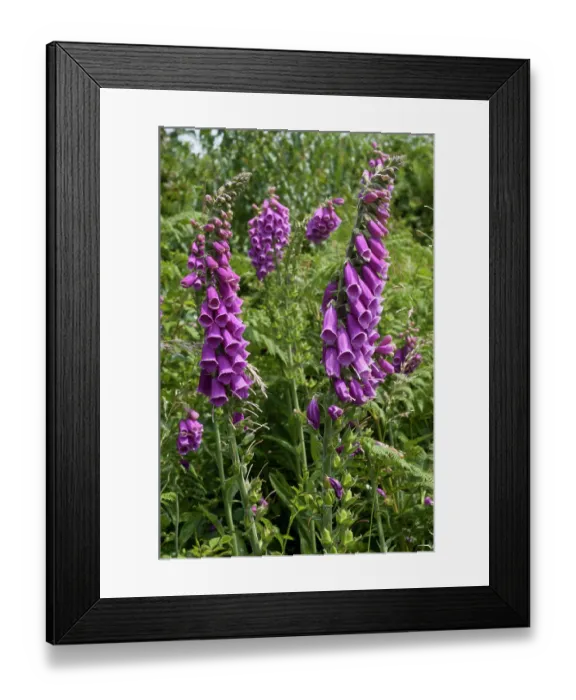 Framed Print : Foxgloves (Digitalis purpurea) in flower, Headley Heath, Surrey, England, UK. June Framed Print : Foxgloves (Digitalis purpurea) in flower, Headley Heath, Surrey, England, UK. June