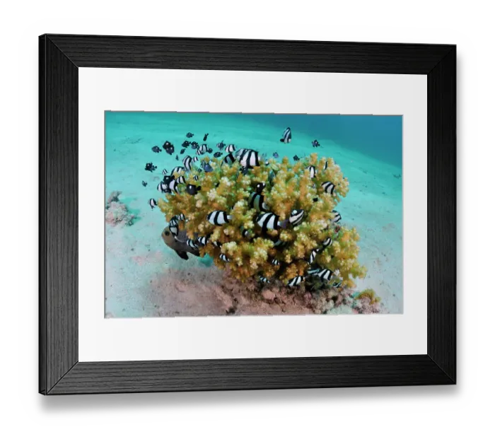 Framed Print : Indian Ocean humbug (Dascyllus abudafur) shoal swimming around Pocillopora coral, Marsa Alam, Egypt, Red Sea Framed Print : Indian Ocean humbug (Dascyllus abudafur) shoal swimming around Pocillopora coral, Marsa Alam, Egypt, Red Sea