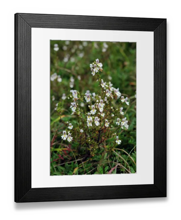 Framed Print : Chalk eyebright (Euphrasia pseudokerneri) in flower, Denbies Hillside, Ranmore Common, Surrey, England, UK. August Framed Print : Chalk eyebright (Euphrasia pseudokerneri) in flower, Denbies Hillside, Ranmore Common, Surrey, England, UK. August