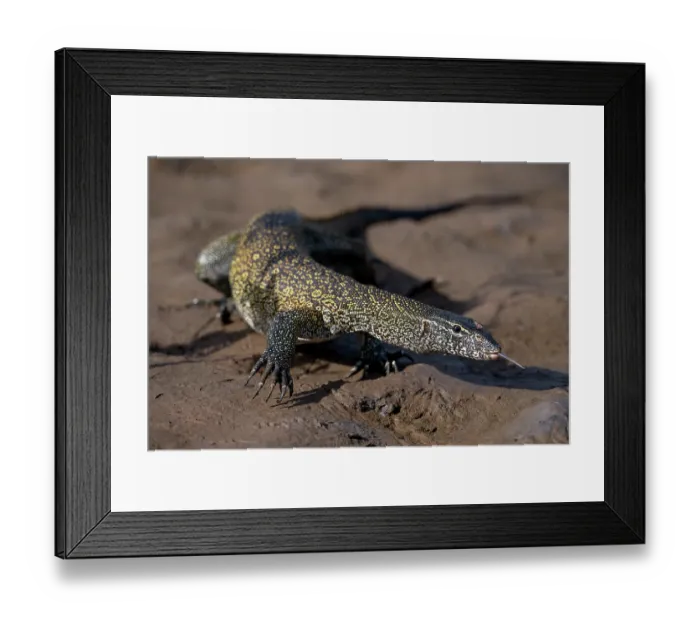 Framed Print : Nile monitor (Varanus niloticus) walking over mud with Tse- tse fly (Glossina sp.) on its head, Allahein river, The Gambia Framed Print : Nile monitor (Varanus niloticus) walking over mud with Tse- tse fly (Glossina sp.) on its head, Allahein river, The Gambia