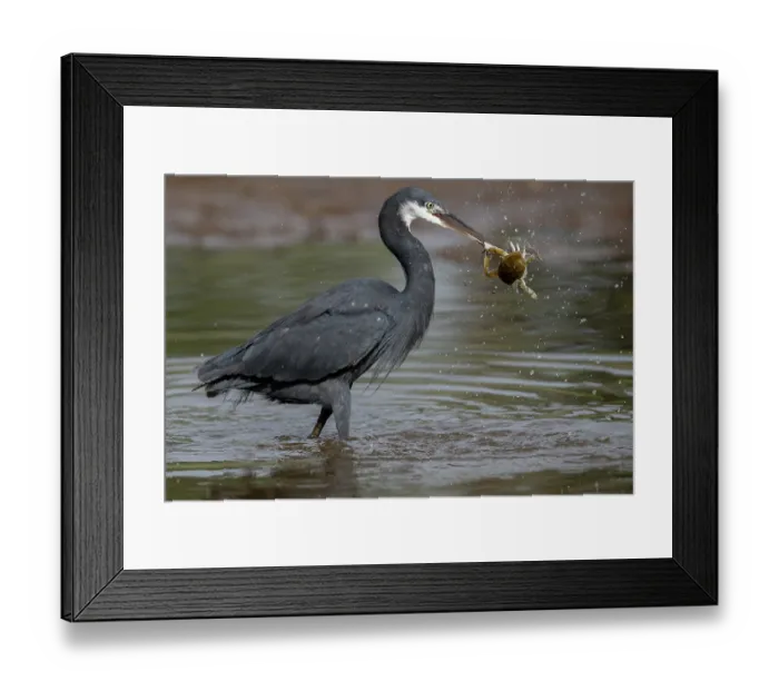 Framed Print : Western reef egret ( Egretta gularis) battling with a crab for a dead fish, Allahein river, The Gambia Framed Print : Western reef egret ( Egretta gularis) battling with a crab for a dead fish, Allahein river, The Gambia
