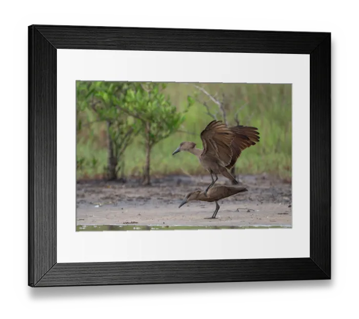 Framed Print : Hamerkops (Scopus umbretta) pair mating, Allahein river, The Gambia Framed Print : Hamerkops (Scopus umbretta) pair mating, Allahein river, The Gambia