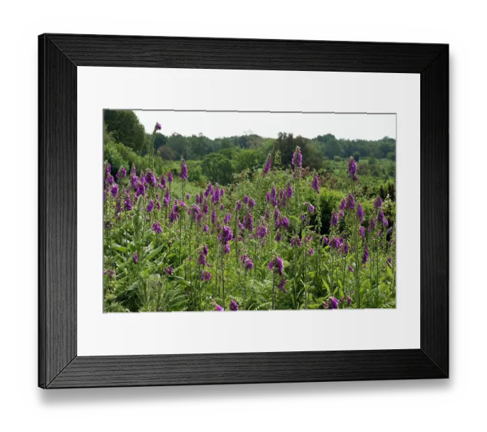 Framed Print : Foxgloves (Digitalis purpurea) in flower, Headley Heath, Surrey, England, UK. June Framed Print : Foxgloves (Digitalis purpurea) in flower, Headley Heath, Surrey, England, UK. June