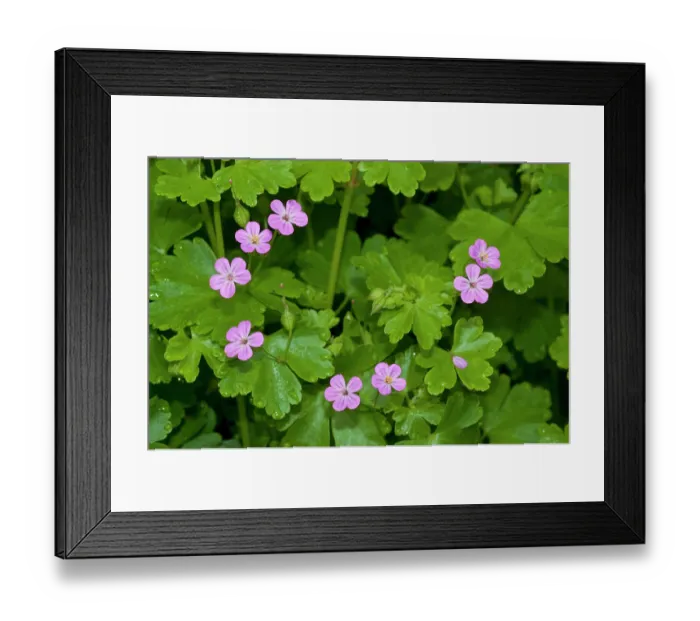 Framed Print : Shining crane's-bill (Geranium lucidum) in flower, Haling Grove, South Croydon, Surrey, England, UK. May Framed Print : Shining crane's-bill (Geranium lucidum) in flower, Haling Grove, South Croydon, Surrey, England, UK. May
