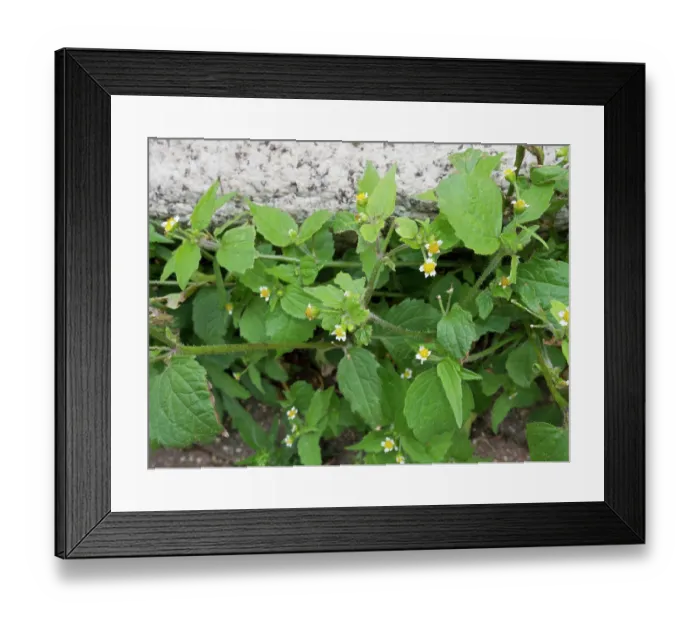Framed Print : Gallant soldier (Galinsoga parviflora) in flower, Greenland Dock, Surrey, England, UK. September Framed Print : Gallant soldier (Galinsoga parviflora) in flower, Greenland Dock, Surrey, England, UK. September