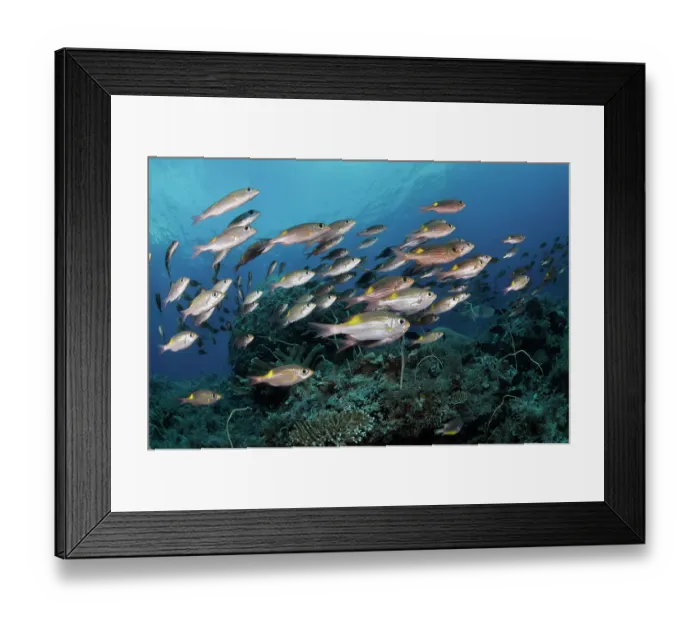 Framed Print : Yellowspot emperor (Gnathodentex aureolineatus) shoal on coral reef, Tubbataha Reefs Natural Park, Palawan, Philippines, Sulu Sea Framed Print : Yellowspot emperor (Gnathodentex aureolineatus) shoal on coral reef, Tubbataha Reefs Natural Park, Palawan, Philippines, Sulu Sea