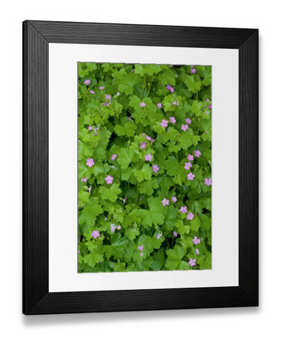 Framed Print : Shining crane's-bill (Geranium lucidum) in flower, Haling Grove, South Croydon, Surrey, England, UK. May Framed Print : Shining crane's-bill (Geranium lucidum) in flower, Haling Grove, South Croydon, Surrey, England, UK. May