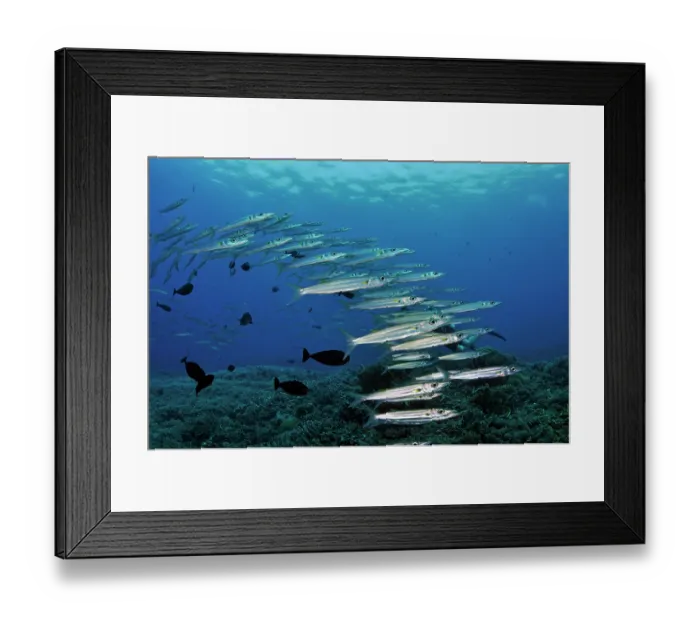 Framed Print : Barracuda (Sphyraena sp.) shoal, Tubbataha Reefs Natural Park, Palawan, Philippines, Sulu Sea Framed Print : Barracuda (Sphyraena sp.) shoal, Tubbataha Reefs Natural Park, Palawan, Philippines, Sulu Sea