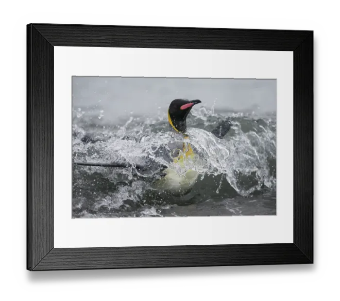 Framed Print : King penguin (Aptenodytes patagonicus) emerging from the sea,  Salisbury Plain, South Georgia, Atlantic Ocean