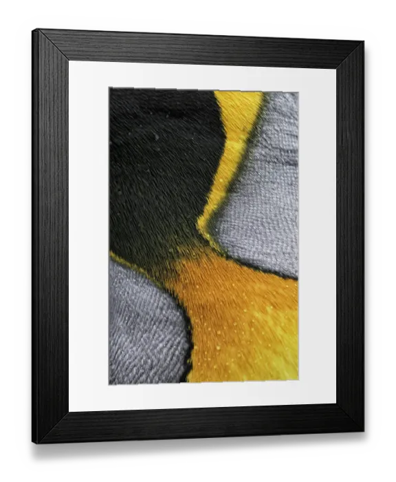Framed Print : King penguin (Aptenodytes patagonicus) close up of skin colouration, Salisbury Plain, South Georgia Framed Print : King penguin (Aptenodytes patagonicus) close up of skin colouration, Salisbury Plain, South Georgia
