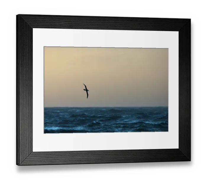 Framed Print : Black-browed albatross (Thalassarche melanophris) in flight over the ocean at dusk, Gold Harbour, South Georgia, Atlantic Ocean Framed Print : Black-browed albatross (Thalassarche melanophris) in flight over the ocean at dusk, Gold Harbour, South Georgia, Atlantic Ocean