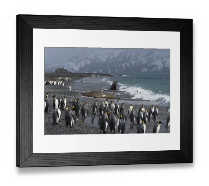 Framed Print : King penguin (Aptenodytes patagonicus) colony standing on beach with Southern elephant seals (Mirounga leonina) behind, Salisbury Plain, South Georgia Framed Print : King penguin (Aptenodytes patagonicus) colony standing on beach with Southern elephant seals (Mirounga leonina) behind, Salisbury Plain, South Georgia