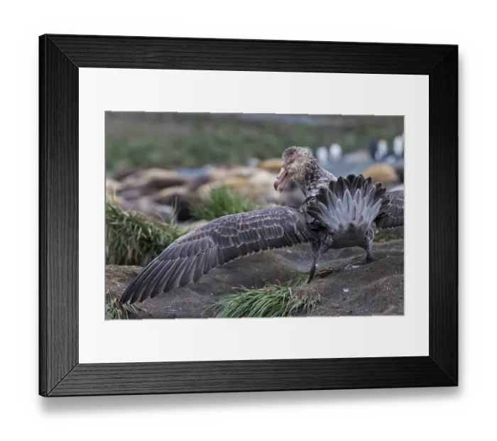 Framed Print : Northern giant petrel (Macronectes halli) displaying over dead seal,  Gold Harbour, South Georgia