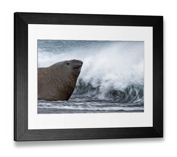 Framed Print : Southern elephant seal (Mirounga leonina) entering the ocean, being splashed by waves, Salisbury Plain, South Georgia Framed Print : Southern elephant seal (Mirounga leonina) entering the ocean, being splashed by waves, Salisbury Plain, South Georgia