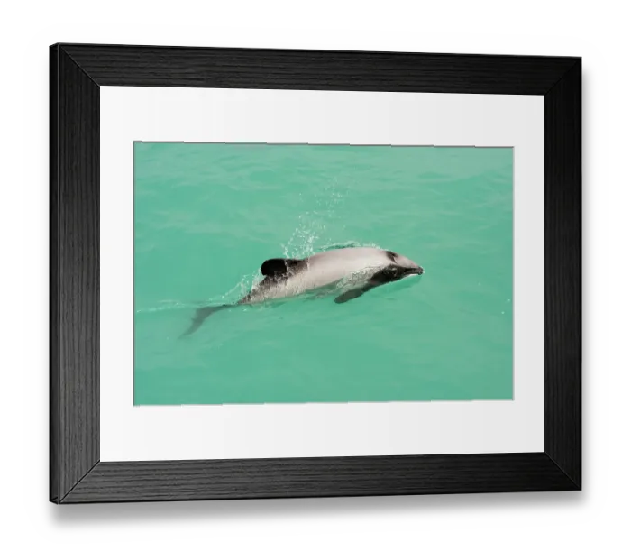 Framed Print : Hector's dolphin (Cephalorhynchus hectori) surfacing, Bank's Peninsula, South Island, New Zealand, Pacific Ocean. Endangered Framed Print : Hector's dolphin (Cephalorhynchus hectori) surfacing, Bank's Peninsula, South Island, New Zealand, Pacific Ocean. Endangered