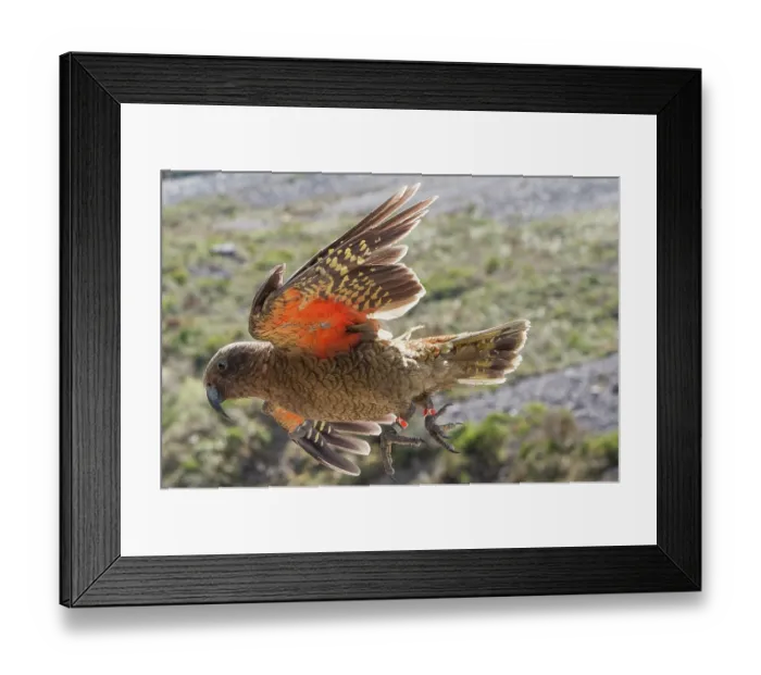 Framed Print : Kea (Nestor notabilis) in flight, Arthur's Pass, Southern Alps, South Island, New Zealand. Endangered Framed Print : Kea (Nestor notabilis) in flight, Arthur's Pass, Southern Alps, South Island, New Zealand. Endangered