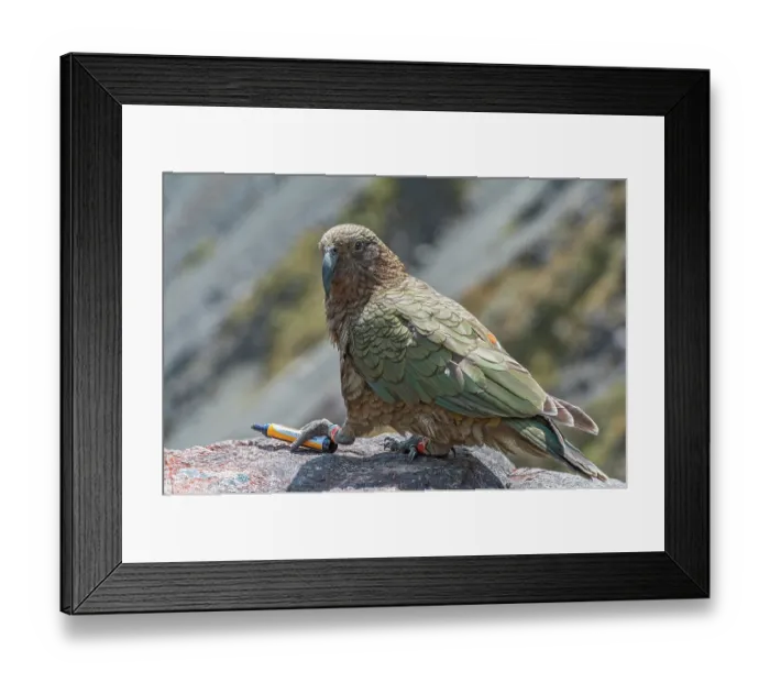 Framed Print : Kea (Nestor notabilis) perched on rock, gripping a stolen pen, Arthur's Pass, Southern Alps, South Island, New Zealand. Endangered Framed Print : Kea (Nestor notabilis) perched on rock, gripping a stolen pen, Arthur's Pass, Southern Alps, South Island, New Zealand. Endangered