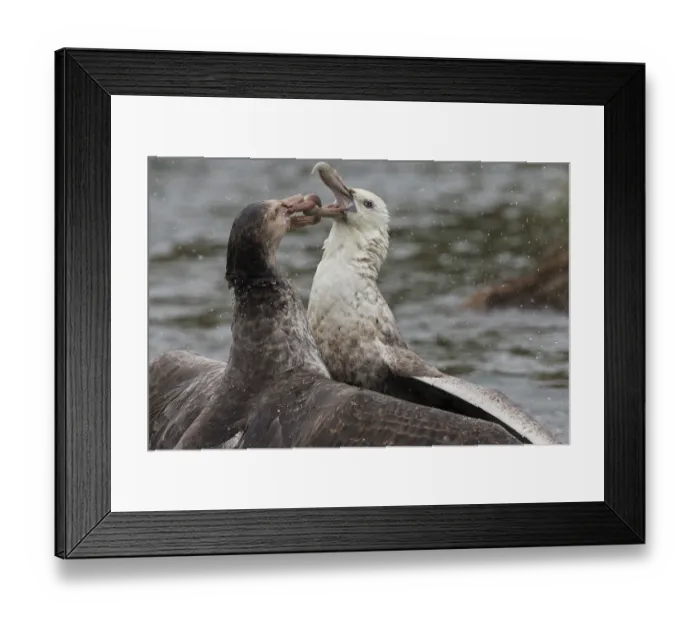 Framed Print : Northern giant petrel (Macronectes halli) on left, fighting with Southern giant petrel (Macronectes giganteus) over a dead seal, Gold Harbour, South Georgia Framed Print : Northern giant petrel (Macronectes halli) on left, fighting with Southern giant petrel (Macronectes giganteus) over a dead seal, Gold Harbour, South Georgia