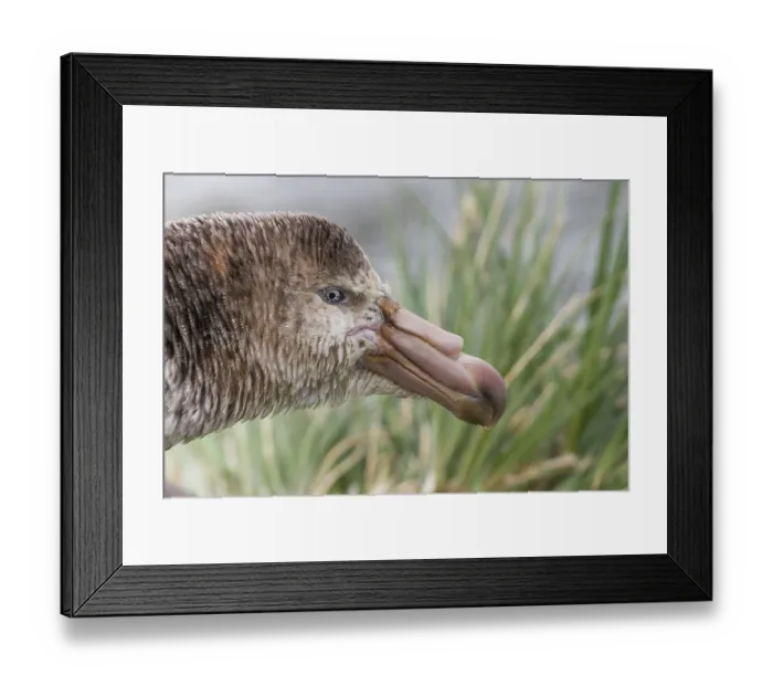 Framed Print : Northern giant petrel (Macronectes halli) head portrait, Gold Harbour, South Georgia Framed Print : Northern giant petrel (Macronectes halli) head portrait, Gold Harbour, South Georgia