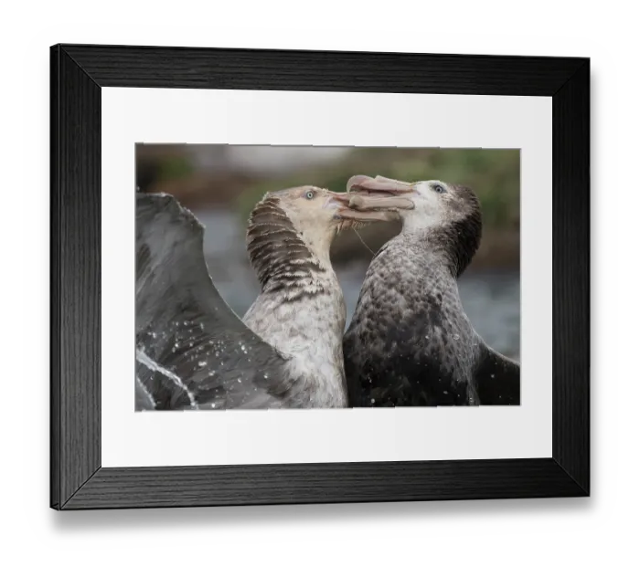 Framed Print : Two Northern giant petrels (Macronectes halli) fighting over dead seal, Gold Harbour, South Georgia Framed Print : Two Northern giant petrels (Macronectes halli) fighting over dead seal, Gold Harbour, South Georgia
