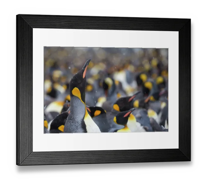 Framed Print : King penguin (Aptenodytes patagonicus) colony, Gold Harbour, South Georgia Framed Print : King penguin (Aptenodytes patagonicus) colony, Gold Harbour, South Georgia