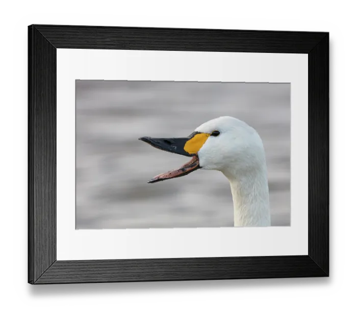 Framed Print : Bewick's swan (Cygnus columbianus) honking, head portrait, Slimbridge, Gloucestershire, England, UK. January